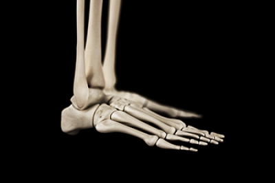 Exploring the Bones and Joints of the Foot